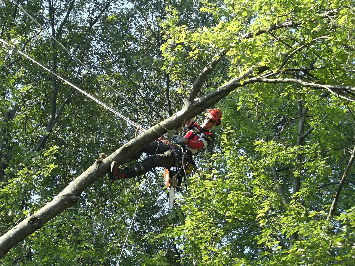 Tree surgeon in a helmet and harness working high in a leafy tree