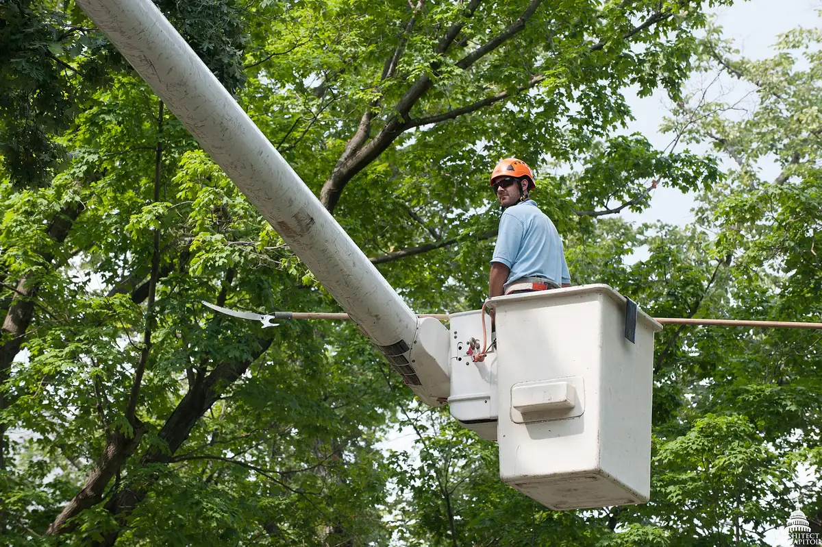 Arborist in a raised platform cutting branches from a tall tree